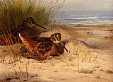 Archibald Thorburn Canvas Paintings - Woodcock Nesting On A Beach